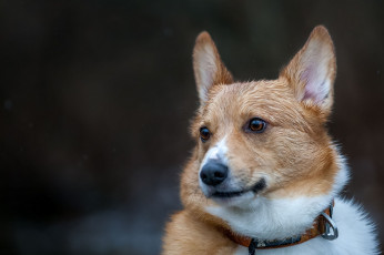 Картинка животные собаки пес