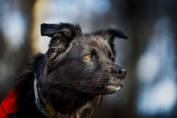 Картинка животные собаки пес