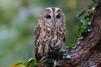 Картинка животные совы сова