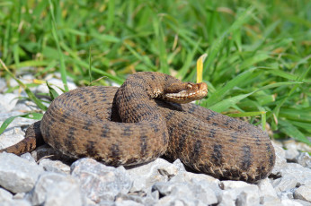 Картинка животные змеи +питоны +кобры змея