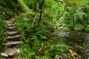 Картинка природа реки озера лес река