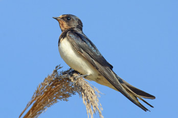 Картинка животные ласточки птичка