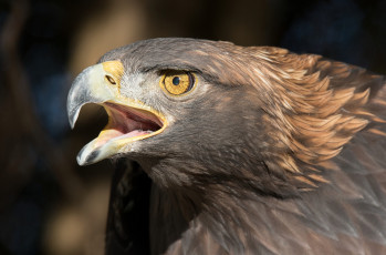 Картинка животные птицы+-+хищники орел