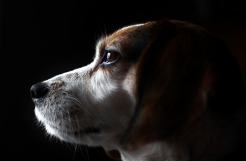 Картинка животные собаки пес