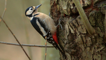 Картинка животные дятлы птичка