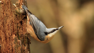 Картинка животные поползни птичка