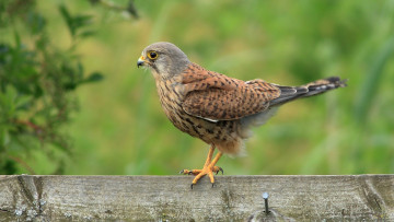 Картинка животные птицы+-+хищники птичка