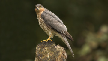 Картинка животные птицы+-+хищники ястреб