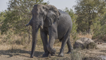 Картинка животные слоны слон