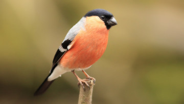 Картинка животные снегири птичка