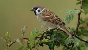 Картинка животные воробьи птичка