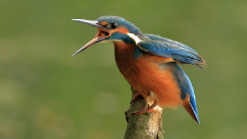 Картинка животные зимородки птичка