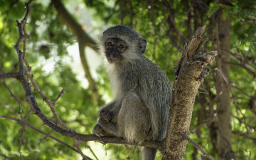 Картинка животные обезьяны обезьянка