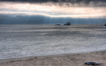 Картинка животные тюлени +морские+львы +морские+котики небо тучи скалы берег море тюлень