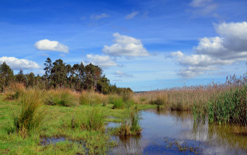 Картинка природа реки озера река лес