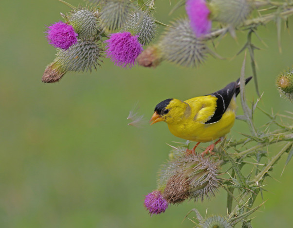 Обои картинки фото животные, птицы, птичка