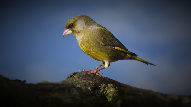 Обои картинки фото животные, птицы, птичка