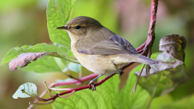 Обои картинки фото животные, птицы, птичка