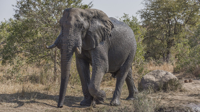 Обои картинки фото животные, слоны, слон