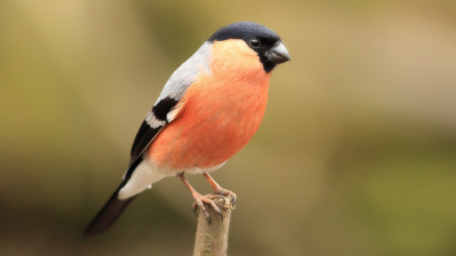 Обои картинки фото животные, снегири, птичка