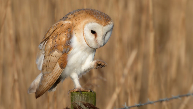 Обои картинки фото животные, совы, полярная, сова