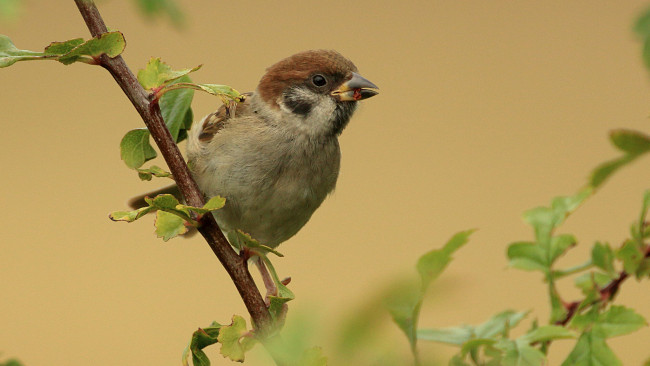 Обои картинки фото животные, воробьи, птичка