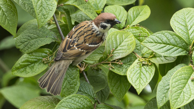 Обои картинки фото животные, воробьи, птичка