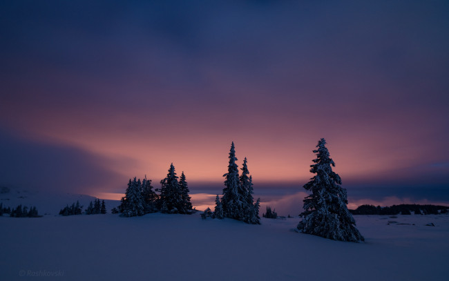 Обои картинки фото природа, зима, ночь, ели