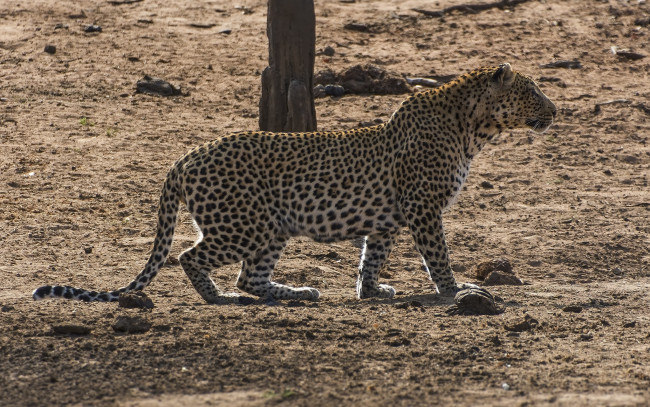 Обои картинки фото животные, леопарды, хищник