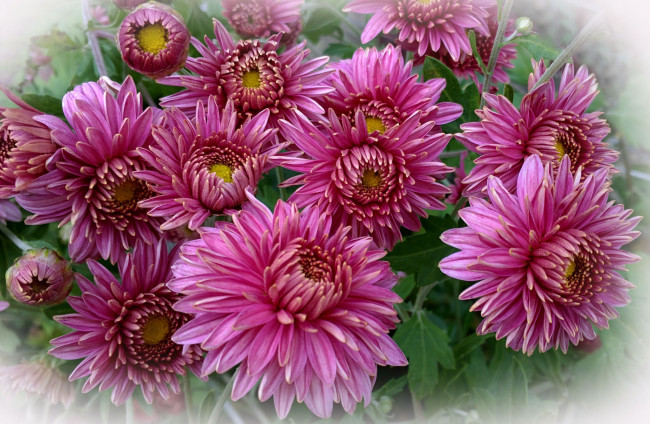Обои картинки фото цветы, хризантемы, букет