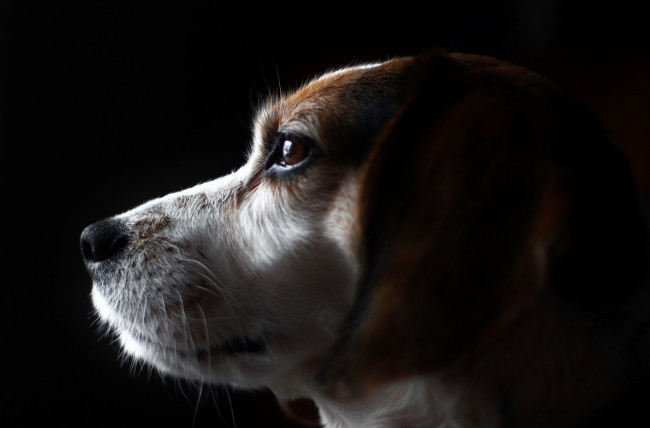 Обои картинки фото животные, собаки, пес