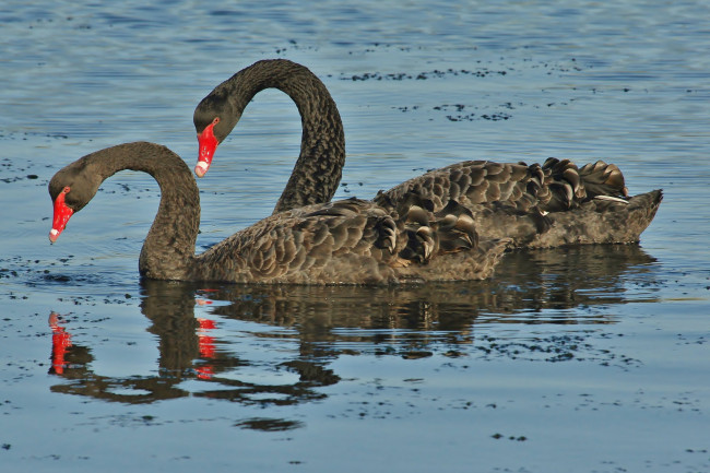 Обои картинки фото животные, лебеди, лебедь, черный