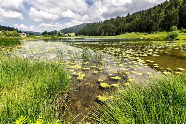 Обои картинки фото природа, реки, озера, лес, река