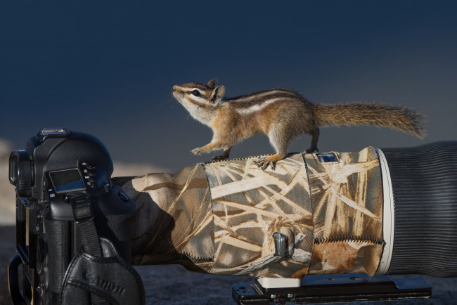 Обои картинки фото животные, бурундуки, бурундучок