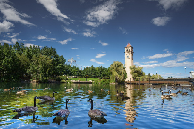 Обои картинки фото животные, гуси