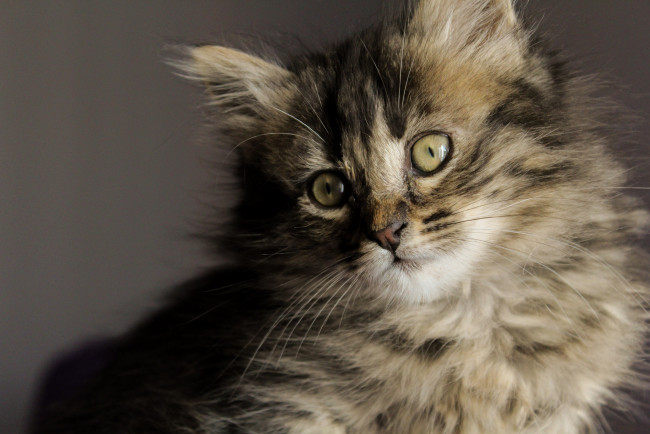 Обои картинки фото животные, коты, киса