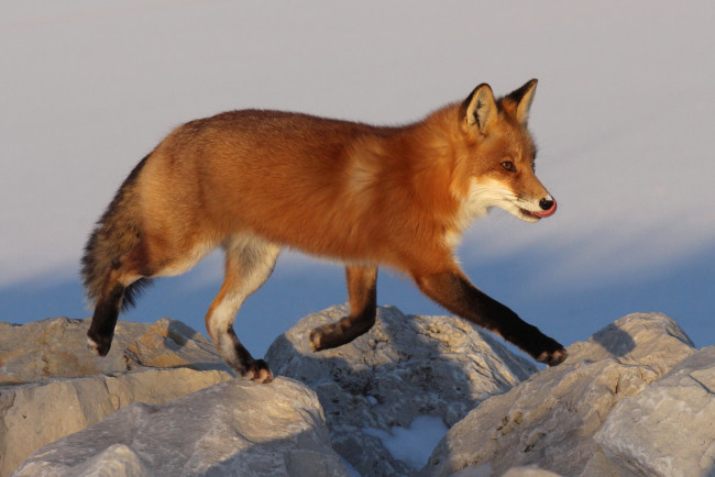 Обои картинки фото животные, лисы, лисичка