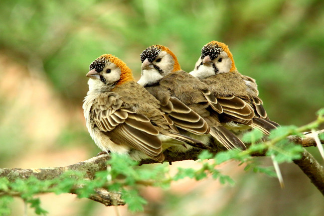 Обои картинки фото животные, птицы, трио