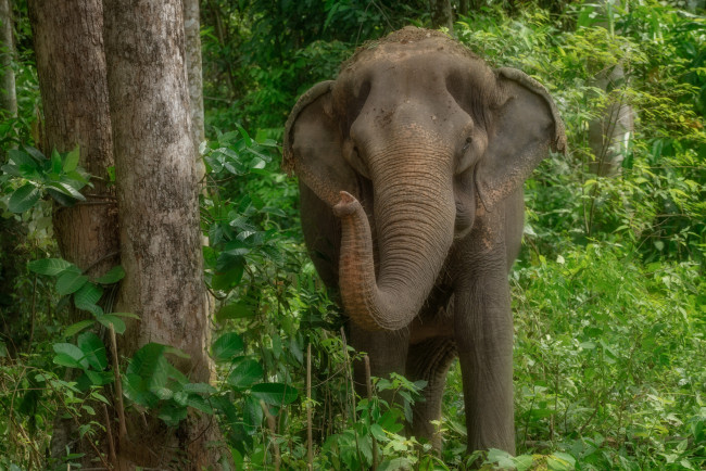 Обои картинки фото животные, слоны, слон