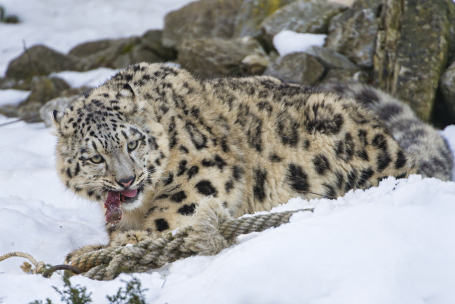 Обои картинки фото животные, снежный барс , ирбис, еда, снег, скала, камни, канат, мясо, хищник, барс