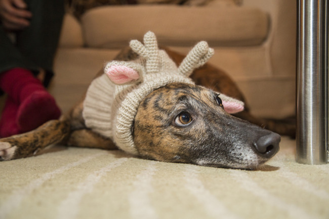 Обои картинки фото животные, собаки, пес