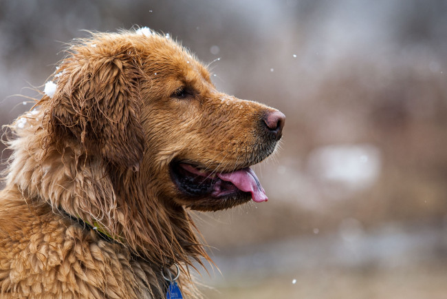 Обои картинки фото животные, собаки, пес