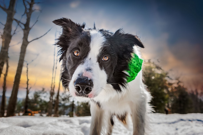 Обои картинки фото животные, собаки, пес