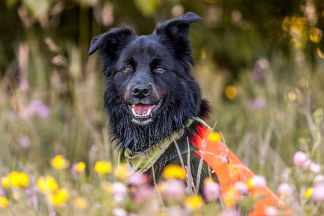 Обои картинки фото животные, собаки, пес