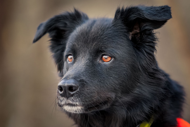 Обои картинки фото животные, собаки, пес