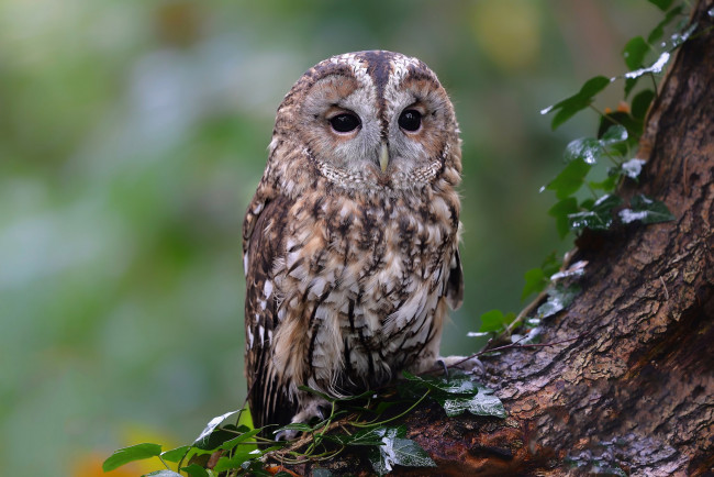 Обои картинки фото животные, совы, сова