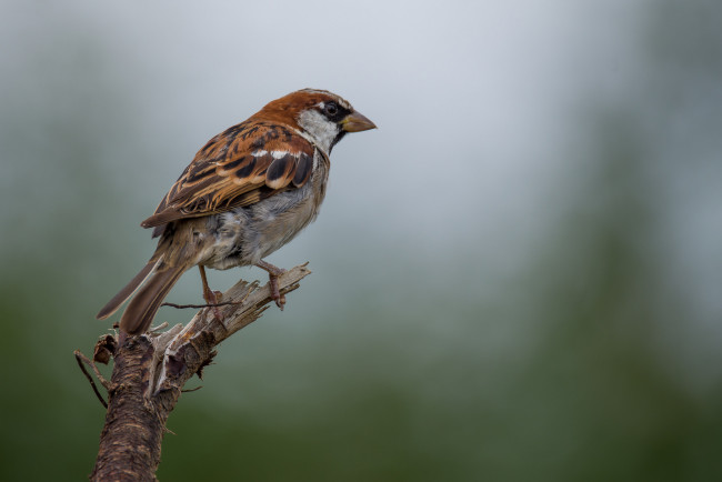 Обои картинки фото животные, воробьи, птичка