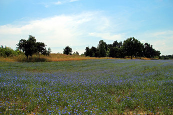 Картинка природа луга цветы лето