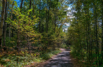 Картинка природа дороги тропика