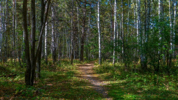 Картинка природа дороги тропика